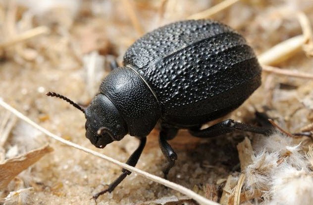 10 namib desert beetle