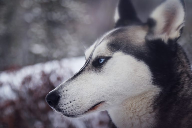 Skutočný príbeh: Husky zachránil celú dedinu pred smrťou