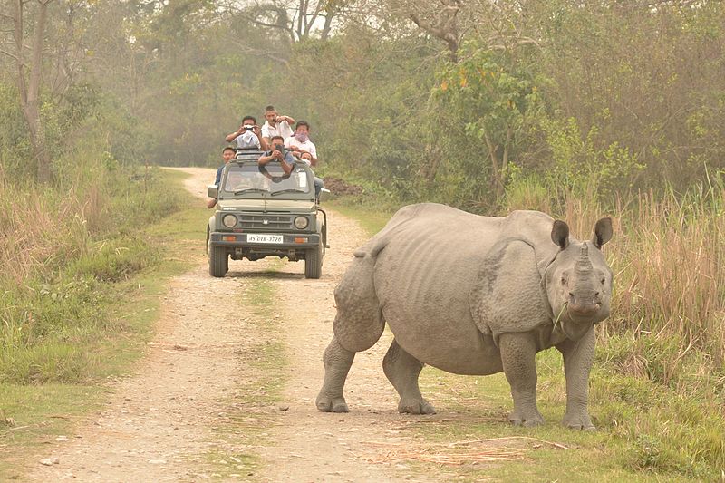 One horn Rhino in Kaziranga National Park in Assam