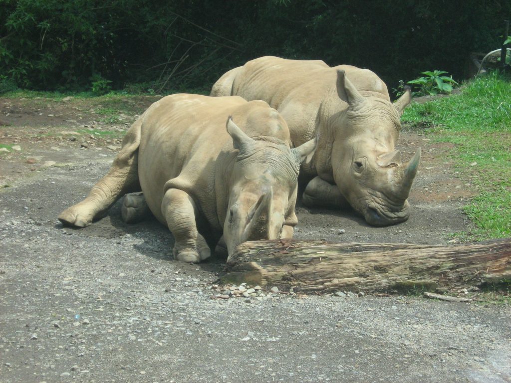White Rhino taman safari