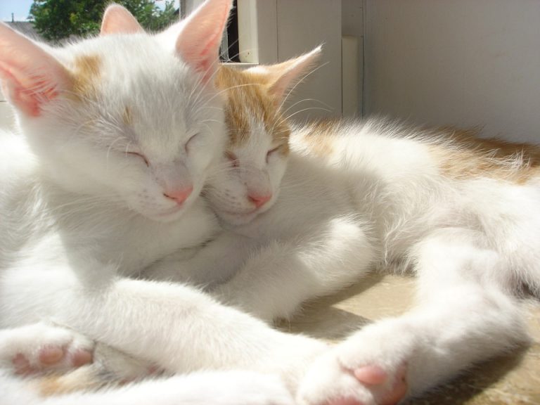 Dvaja mačací bratia určení na adopciu boli rozdelení, no po čase sa opäť našli