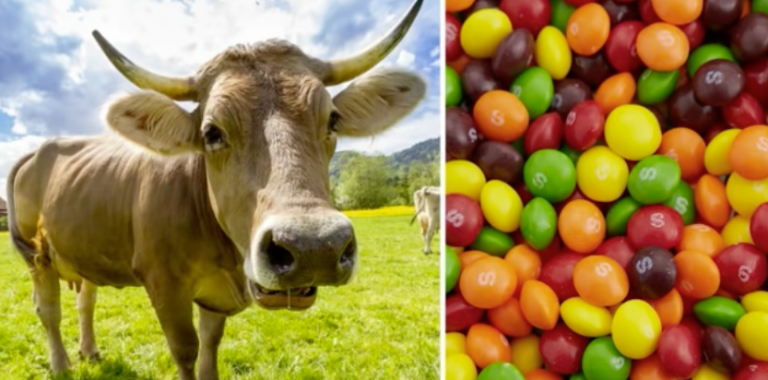 Poľnohospodári pridávajú kravám do bežnej stravy Skittles, čokoládu či cereálie. Prečo to robia?