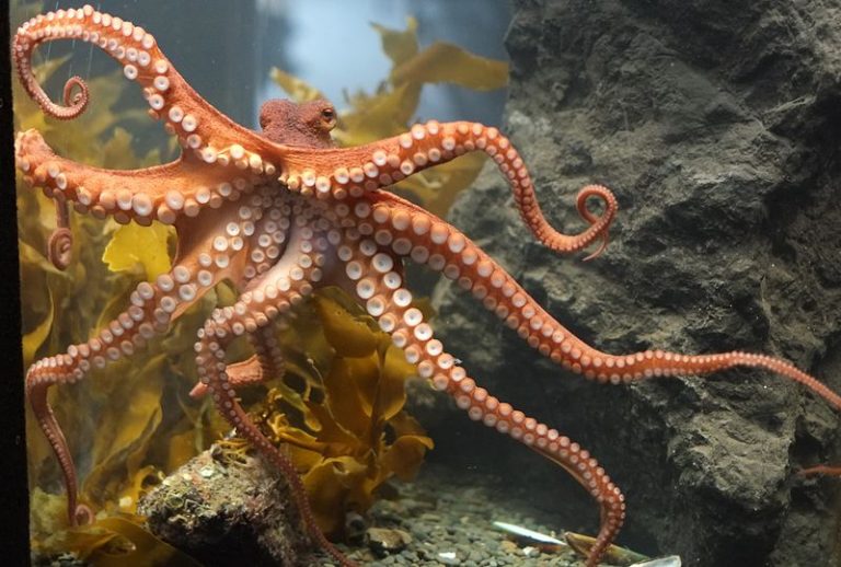 Tajuplné chobotnice sú v skutočnosti staršie než si myslíme