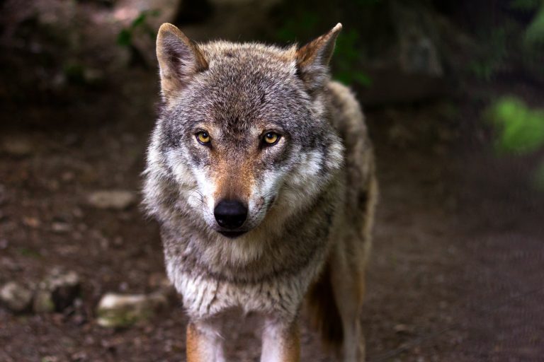 Alfa samec vo vlčej svorke? Dlhoročná informácia sa ukázala ako nepravdivá