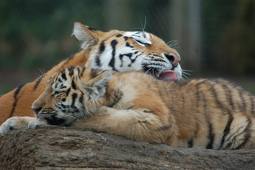siberian tiger photo
