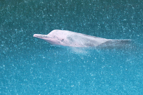 Ružový delfín
