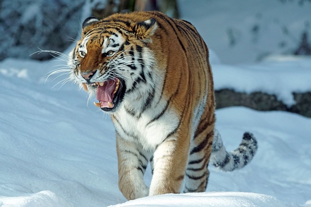 tiger sibírsky