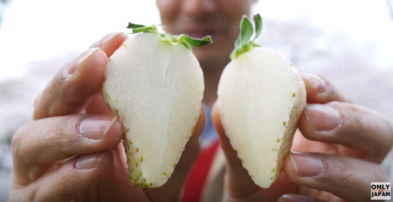 Japonské biele jahody – Lahodné ale rovnako drahé pochúťky, zaplatili by ste toľko za jednu jahodu?