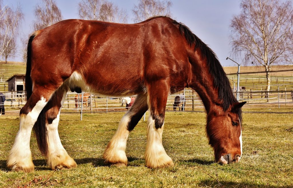shire horse 2144950 1280