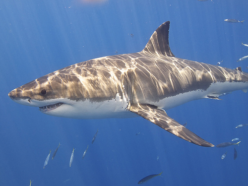 White shark photo