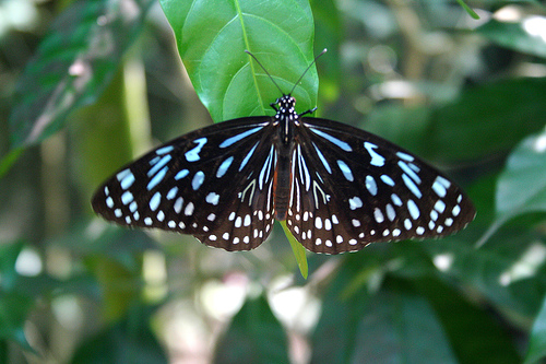 Kuala Lumpur Butterfly Park photo