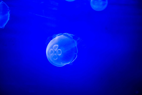 Box Jellyfish photo