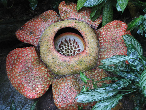 Rafflesia Arnoldii photo