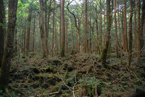 Aokigahara Forest photo