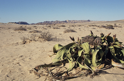 Welwitschia Mirabilis photo