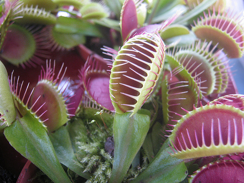 Dionaea muscipula photo
