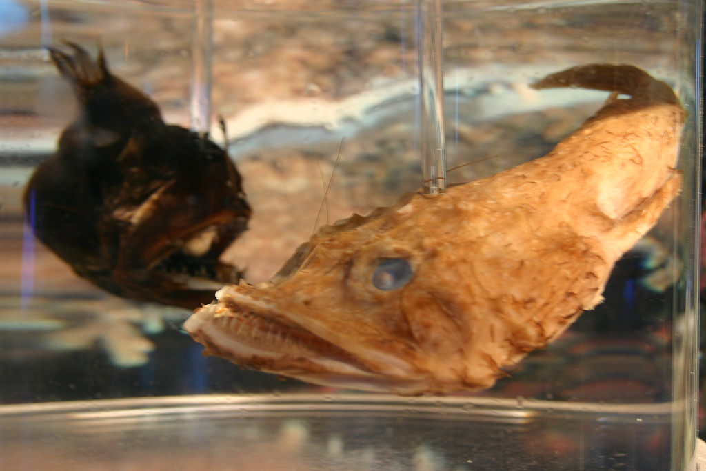 Lophius piscatorius fotografia