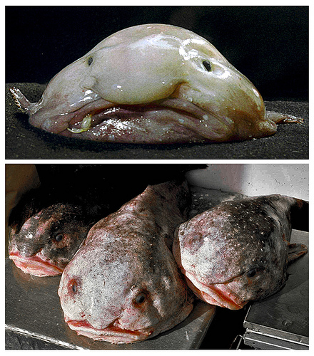 Blobfish fotografia