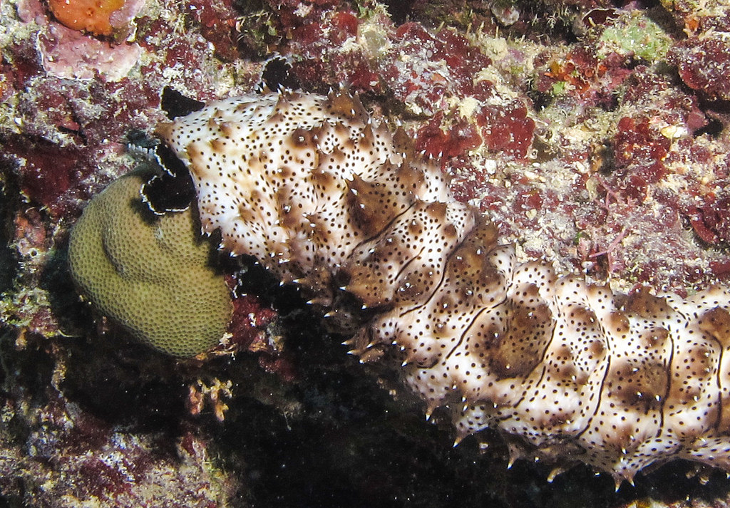 Holothuroidea fotografia