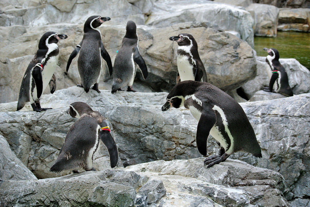Humboldt penguin fotografia
