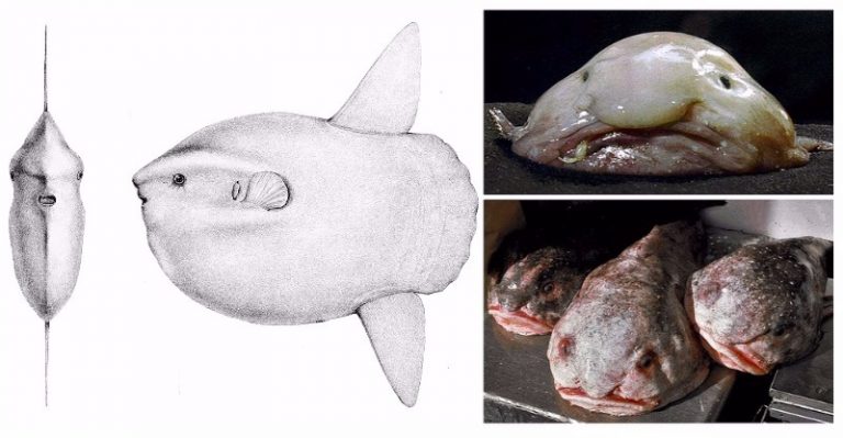 Svetové oceány pokrývajú 71% povrchu Zeme a dodnes sme preskúmali iba maličkú časť – pozrite sa čo sa skrýva v hĺbke oceánov