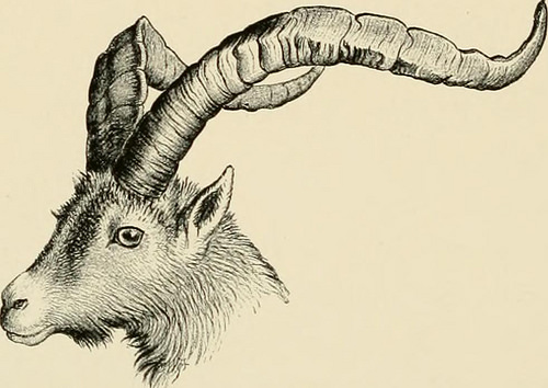 Image from page 325 of Pyrenean Ibex fotografia