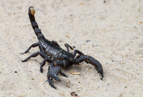 scorpion fotografia