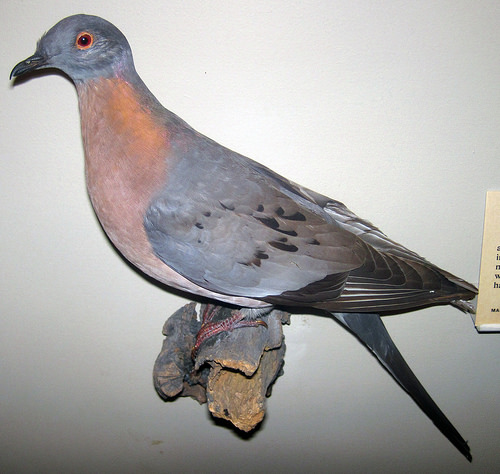 Ectopistes migratorius (passenger pigeon) 5 by James St. John Passenger Pigeon fotografia