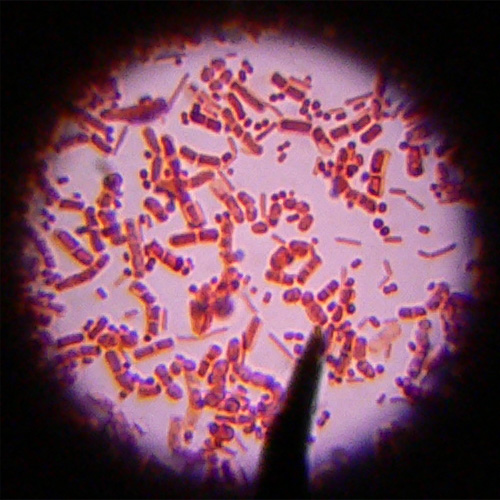 Microorganism fotografia