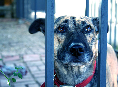 cage dogs fotografia