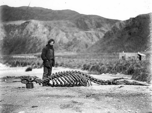 Skeleton of sea-elephant & Harold Hamilton by State Library of New South Wales collection penguin skeleton antarctica fotografia