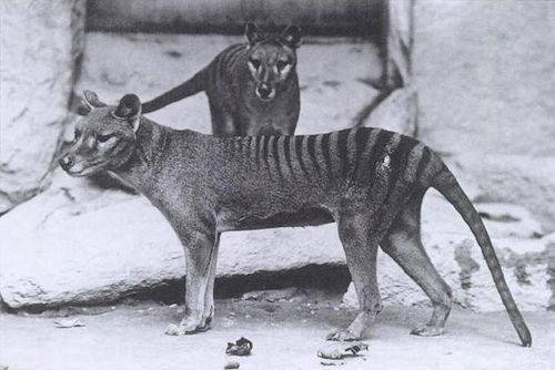 Thylacine fotografia