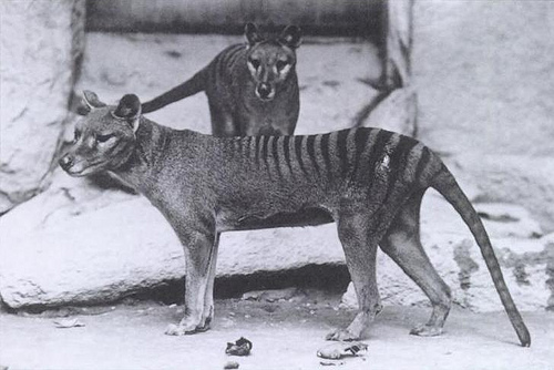 Thylacines 01 (Wiki) by smiteme Thylacine fotografia