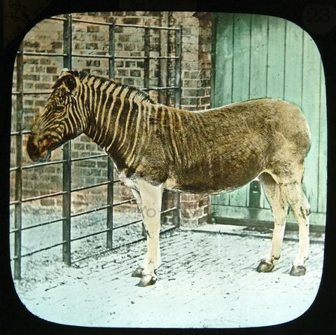 Quagga by literarymind Quagga fotografia