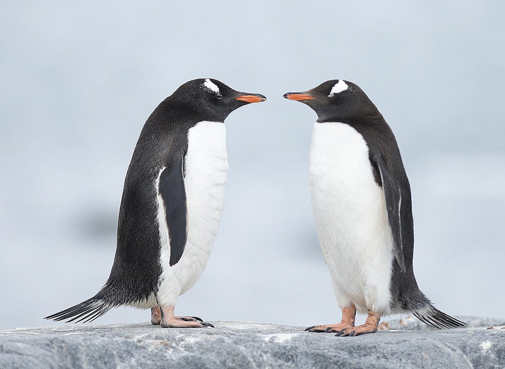 adelie penguins fotografia