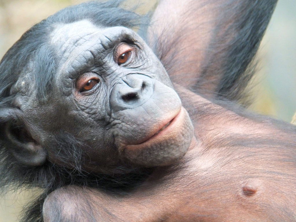bonobo fotografia