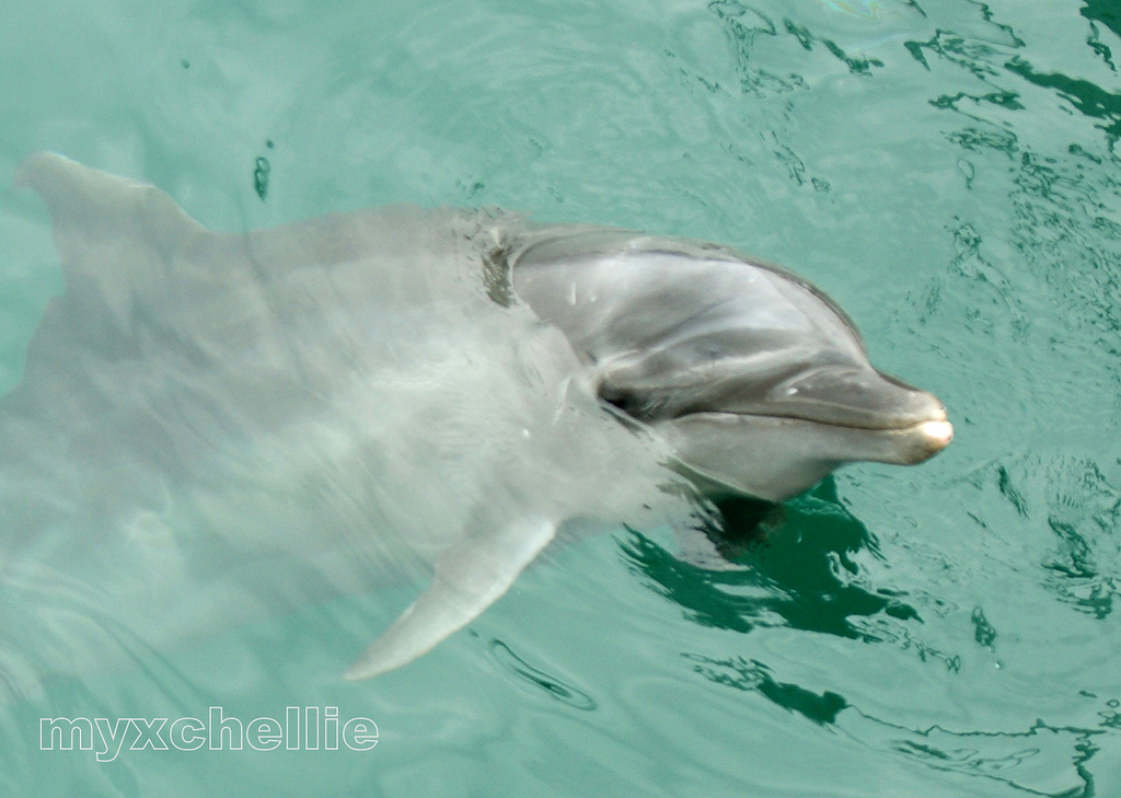 dolphins fotografia
