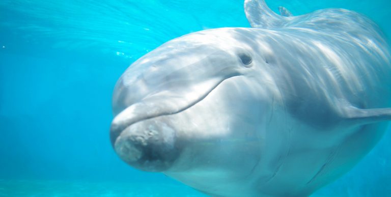 Po mnohých sťažnostiach sa oceanárium vo Vencouvri vzdá všetkých veľrýb a delfínov