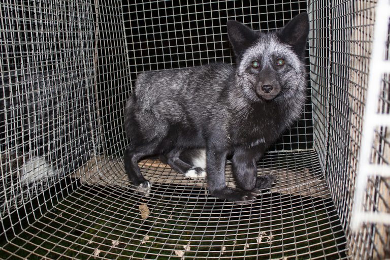 Nórsko chce zakázať všetky farmy, ktoré chovajú zvieratá iba pre kožušinu