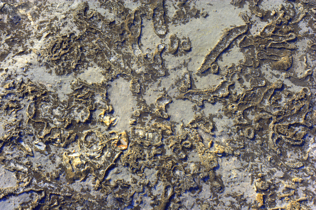 Fossil beach by Fixed in Silver fossils fotografia