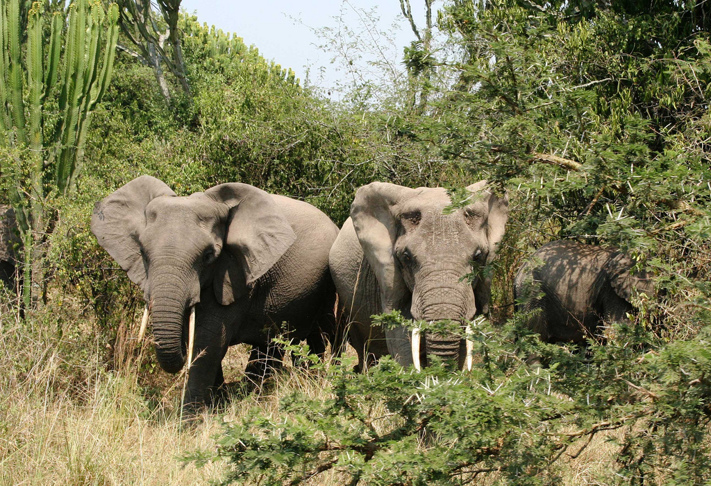 Elephant by snarglebarf elephant fotografia