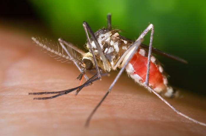 Mosquitoes fotografia