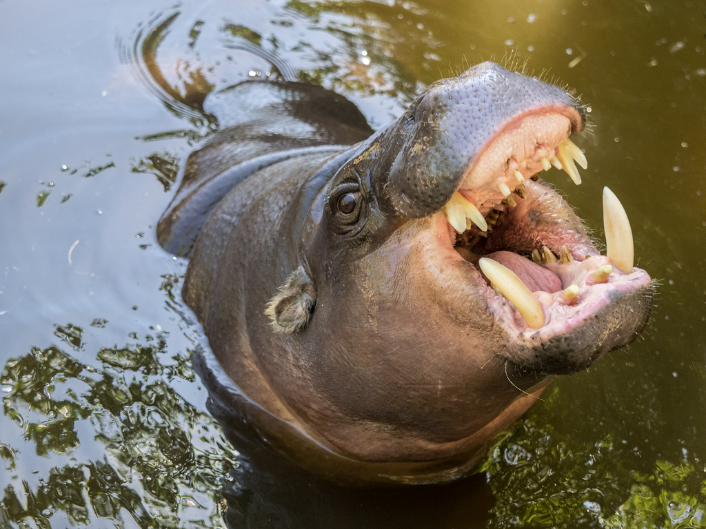 Hippopotamuses fotografia