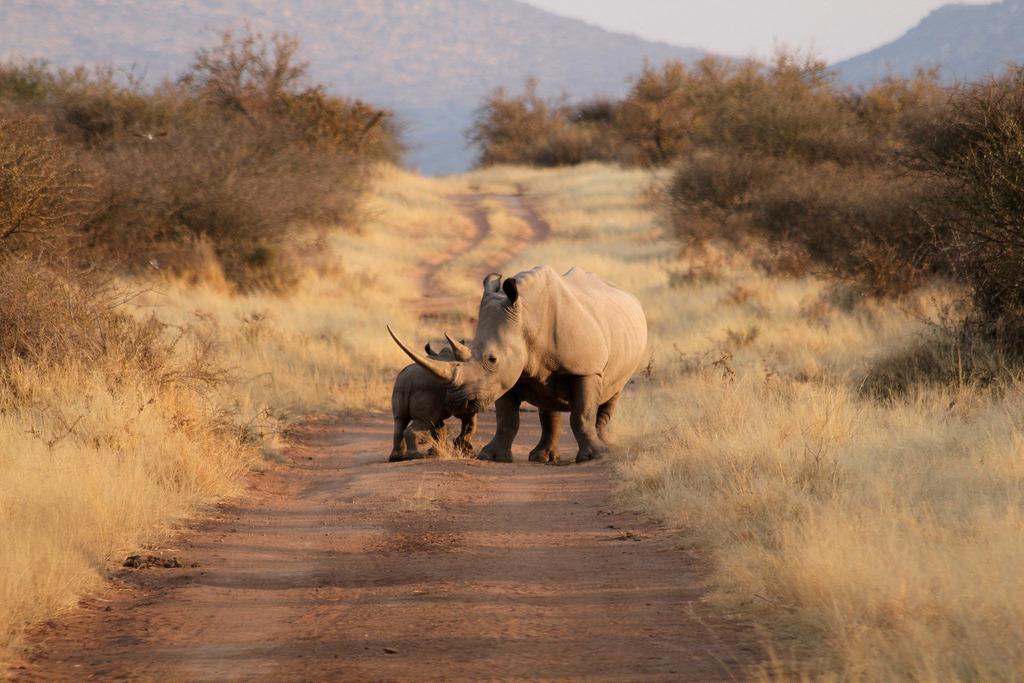 namibia rhinos fotografia