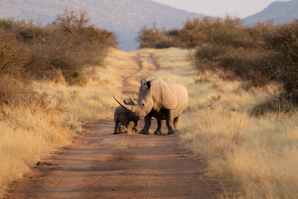 And the mother by Marco Zanferrari namibia rhinos fotografia