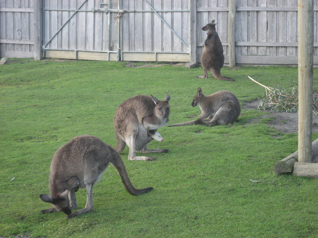 kangaroos fotografia