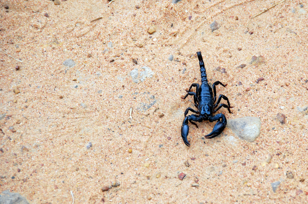 scorpions fotografia