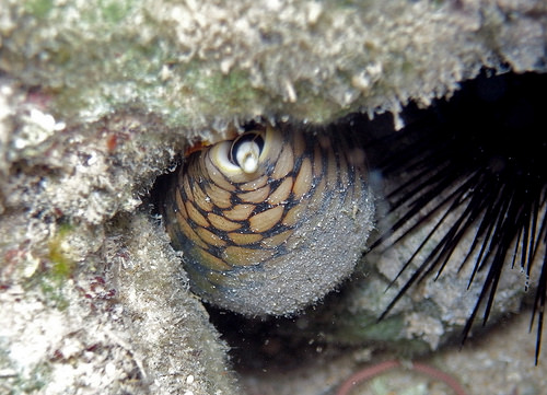 Marbled Cone Snail fotografia