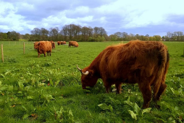 Americkí farmári to s antibiotikami asi trochu prehnali