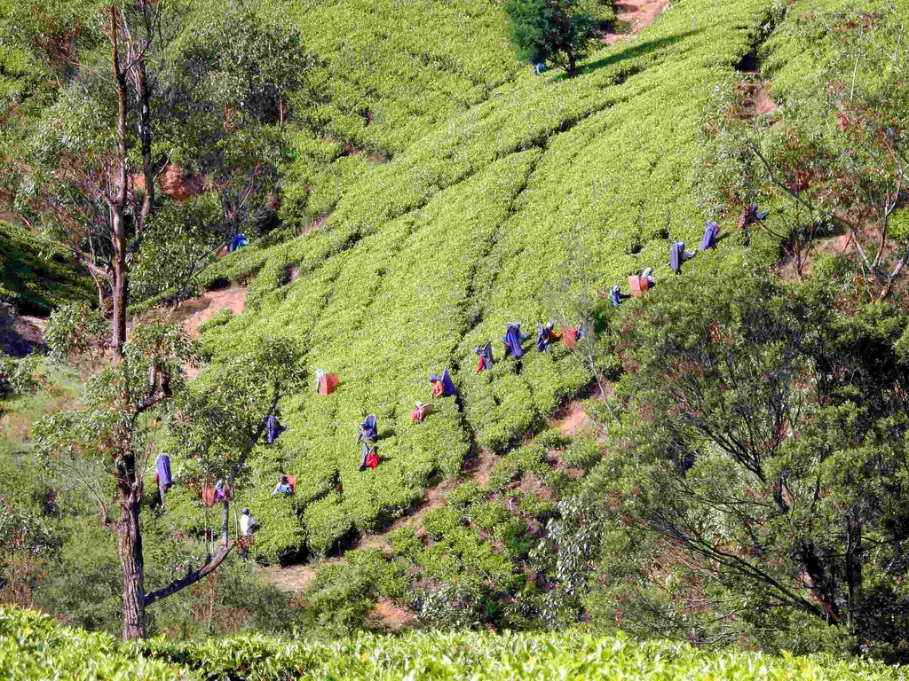 Teepflücker | tea picker Sri Lanka by flashpacker-travelguide.de tea pickers fotografia